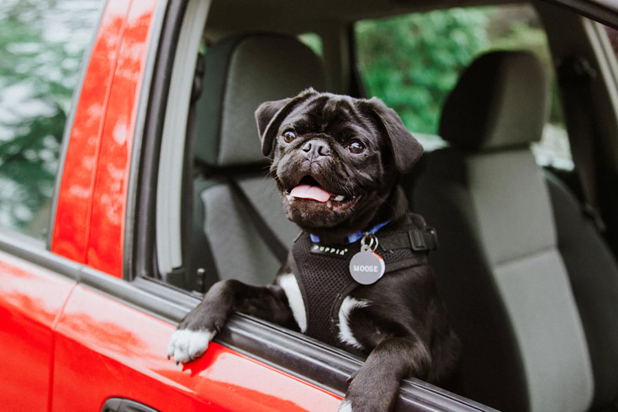 Happy dog looking out car window | Auto Insurance | Johnson-Stone